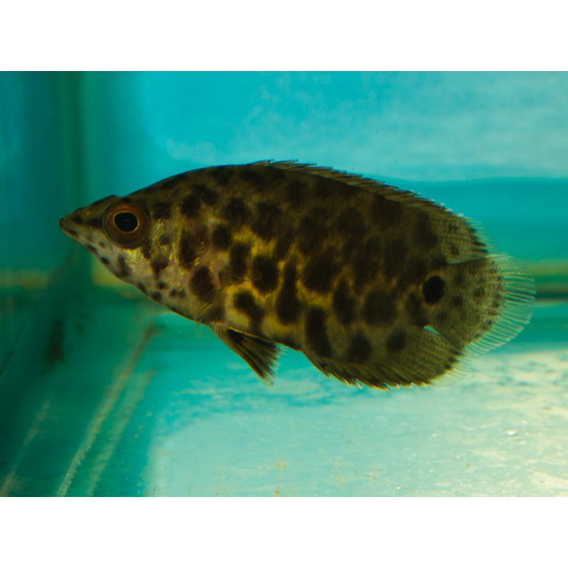 Ctenopoma acutirostre - imagine 4